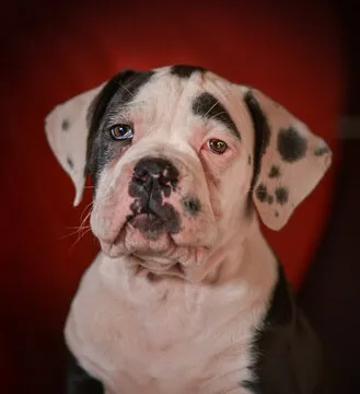 EsportsKorea 编辑团队